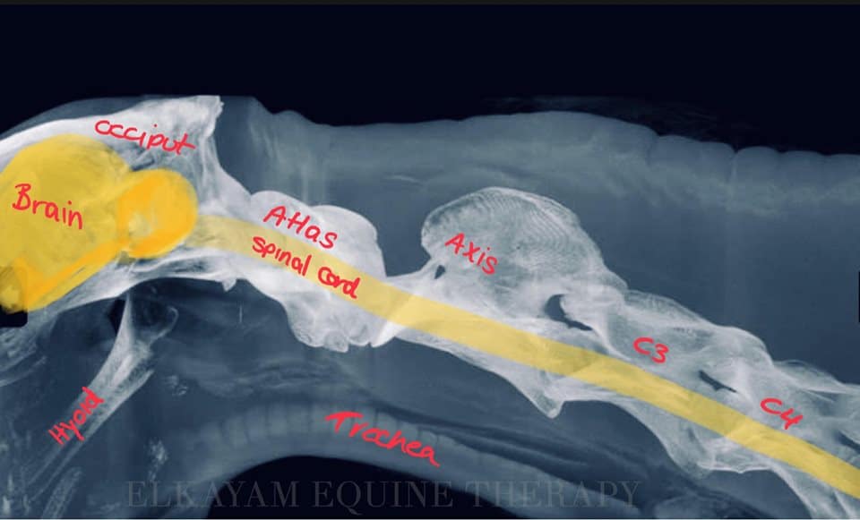 Read more about the article Headshaker syndromet